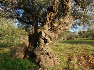 В Дубай привезли оливковые деревья возрастом 1400 лет
