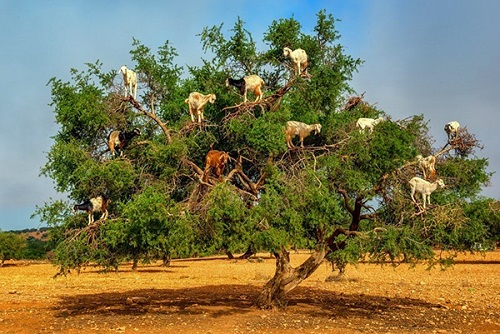 Золото Марокко и козы, растущие на деревьях 