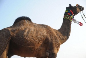Стильные стрижки верблюдов в арабских странах