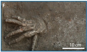 Мера наказания или военные трофеи? Попытка разгадать тайну 12 отрубленных рук, захороненных в Египте 3500 лет назад