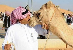 Видео: Саудовец бросает вызов корона-вирусу и целует верблюда 