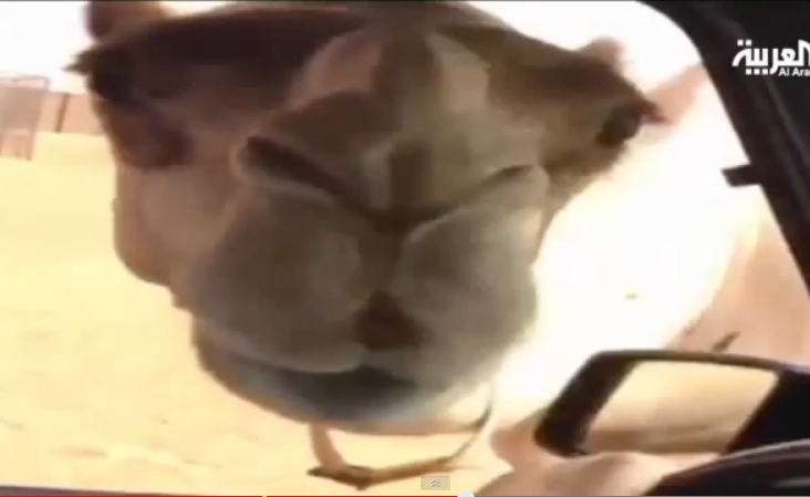 Видео: Наследный принц Дубая целует верблюдицу