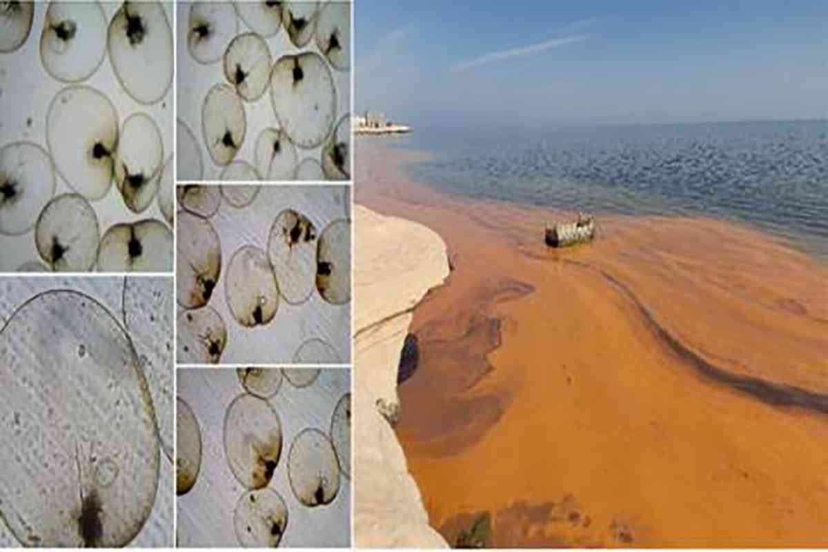 Мавритания раскрыла тайну «цветной воды», появившейся у её побережья