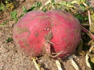 Гигантский картофельный плод вырастили в Ливане 