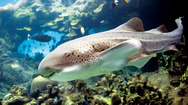 Зебровая акула стала главной достопримечательностью Dubai Mall